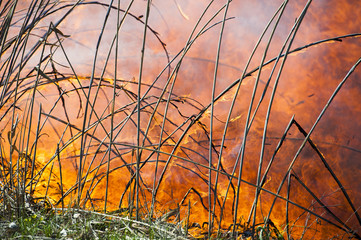 Fire, strong smoke. Burning reed in the swamp. Natural disaster