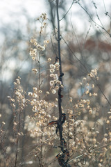 Dried new england aster flowers in a savanna prairie field in winter