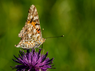 motyl © Henryk Olszewski