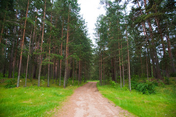 Fototapeta na wymiar Winding dirt road through the forest