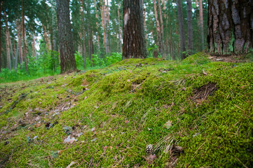 Forest Soil with Grass
