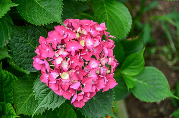 Close of the Hydrangea Flower