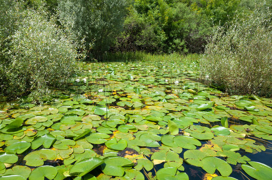  Water plants in Lake Skader Montenegro