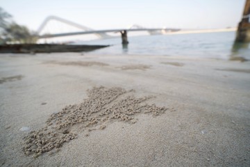 Beach sand bubbler crab