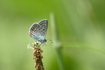 Common blue butterfly in the grass. Polyommatus icarus, beautiful little blue butterfly