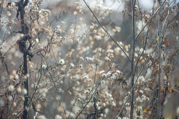 Dried new england aster flowers in a savanna prairie field in winter