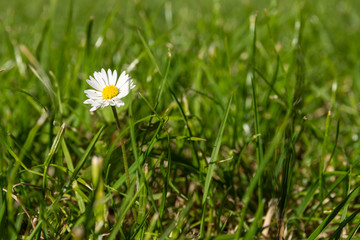 Single daisy on a meadow