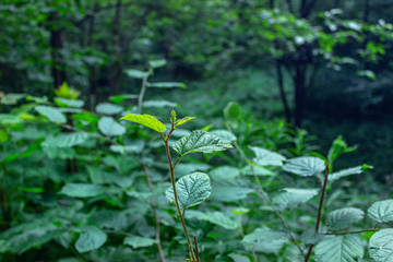 forest