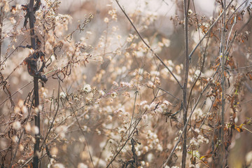 Dried new england aster flowers in a savanna prairie field in winter