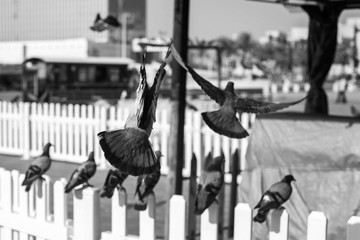 pigeons on a fence