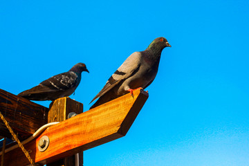 pigeons on a fence in city