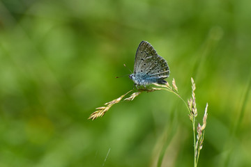 Common blue butterfly in the grass. Polyommatus icarus, beautiful little blue butterfly