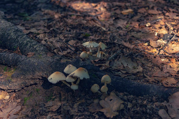 Mushrooms