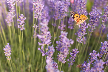 close-up of lavender bushes in the sun with fluttering butterflies