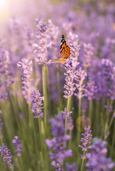 purple lavender bushes in the sun with a fluttering butterfly close-up, vertical frame