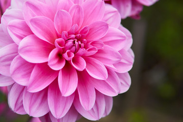 Fototapeta premium Close up Pink dahlia in garden.