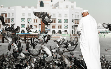 gentleman feeding pigeon at the public