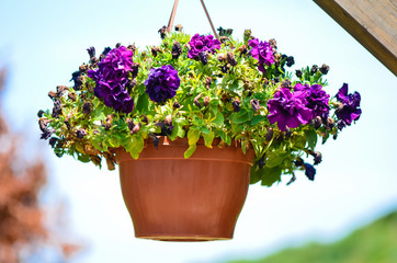 Hanged colorful flowers in a flowerpot