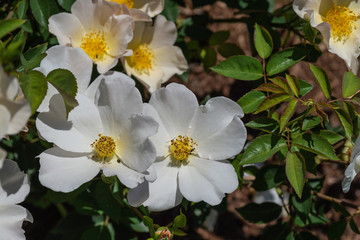 Obraz na płótnie Canvas white heritage roses in garden