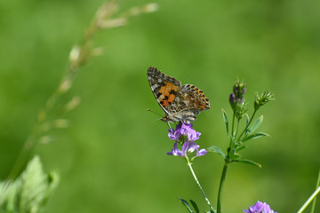 Painted Lady butterfly, Vanessa cardui, on a flower. Beautiful multicolored butterfly in nature