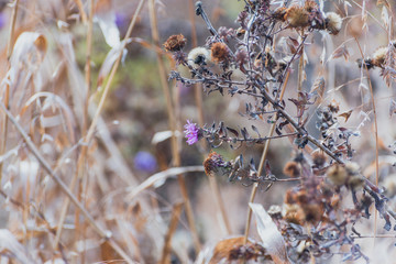 Dried wildflowers in winter