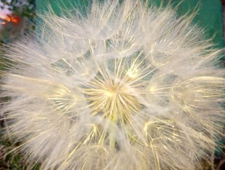 flower of salsify gleaming in gold on a green background close-up