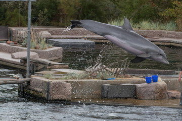 delphin © cduschinger