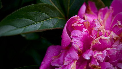 Peony in garden with rain drops