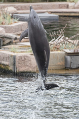 delphin © cduschinger