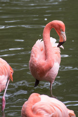 flamingos