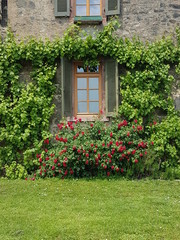 Fototapeta na wymiar Fenster umrahmt von roten Rosen und Wein