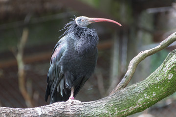 a black bird