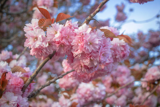A close-up of pink cherry blossom flowers.