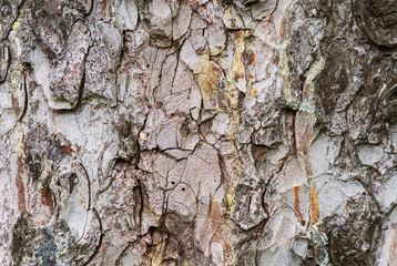 the bark of a tree is shown