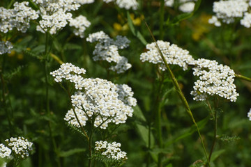 Yarrow - Achillea millefolium or white yarrow. Wild flowers in meadow,  herbal medicine, nature