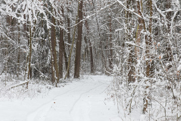 bavarian winter landscape,forest with snow