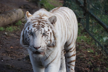 Tigre blanc male