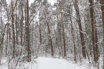 bavarian winter landscape,forest with snow