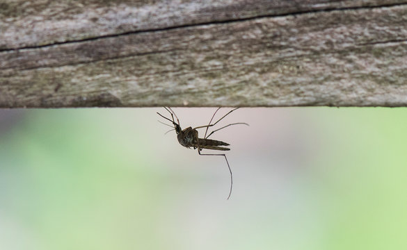 a mosquito hangs from wood