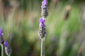 blue flowers in field