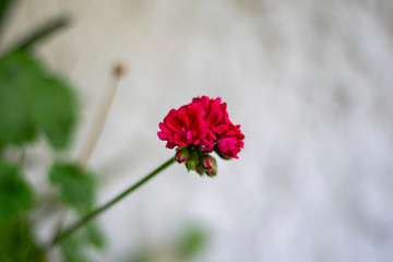 red flower on a background of blue sky