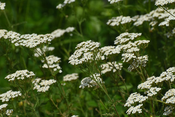 Yarrow - Achillea millefolium or white yarrow. Wild flowers in meadow,  herbal medicine, nature