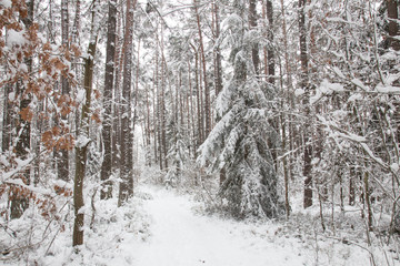 bavarian winter landscape,forest with snow