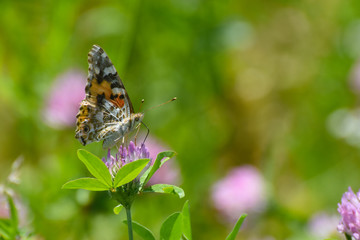 Painted Lady butterfly, Vanessa cardui, on a flower. Beautiful multicolored butterfly in nature