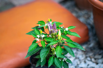 flowers in the garden