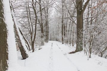 Fototapeta premium bavarian winter landscape,forest with snow