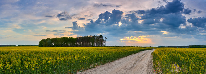 rural landscape with yellow field and blue sky, road through rapeseed fields at the sunset