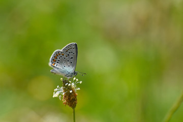 Common blue butterfly in the grass. Polyommatus icarus, beautiful little blue butterfly