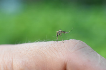 Mosquito sucking human blood. Close up of mosquito on human skin, Mosquito bite