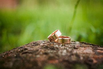 Pair of gold wedding rings on the tree bark